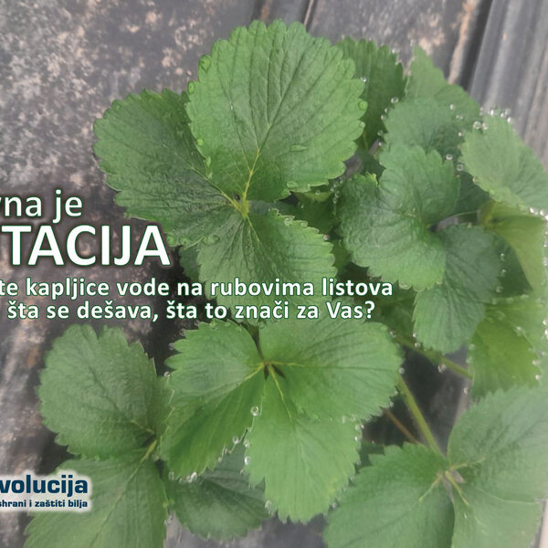 Aktivna je gutacija