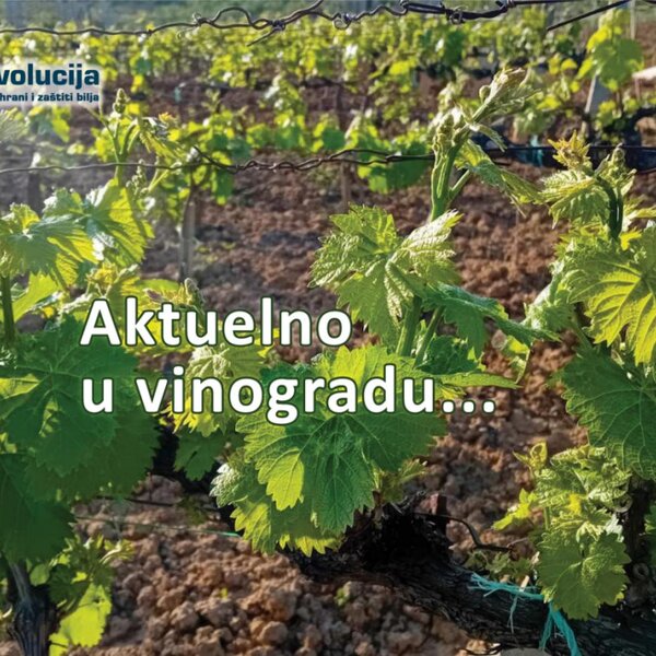Loza u punom gasu. Dan – sunce. Noć – izrazito sveže. A vi?