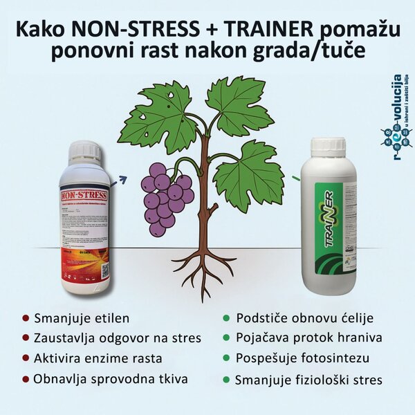 Rešenje za oporavak loze nakon grada