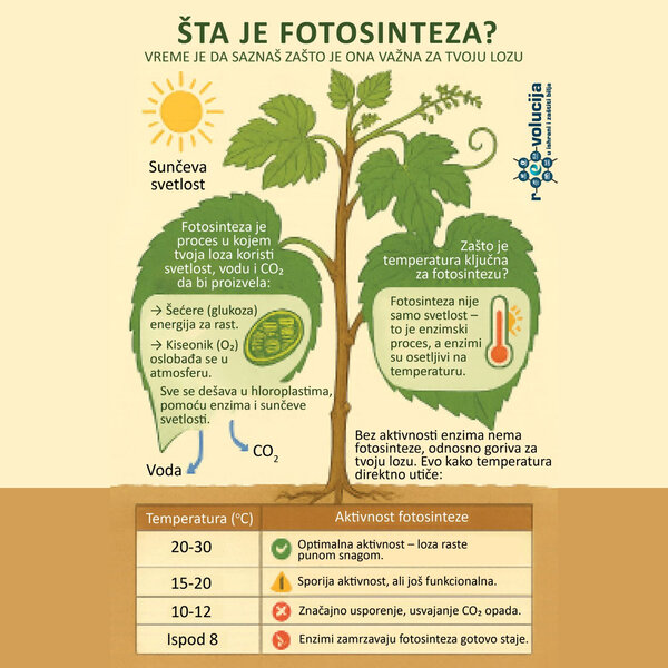 Šta je fotosinteza?