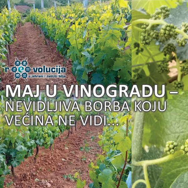 Maj u vinogradu – nevidljiva borba koju većina ne vidi