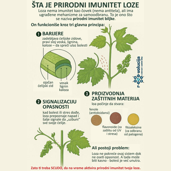 Kako SCUDO pomaže prirodnom imunitetu tvoje loze?