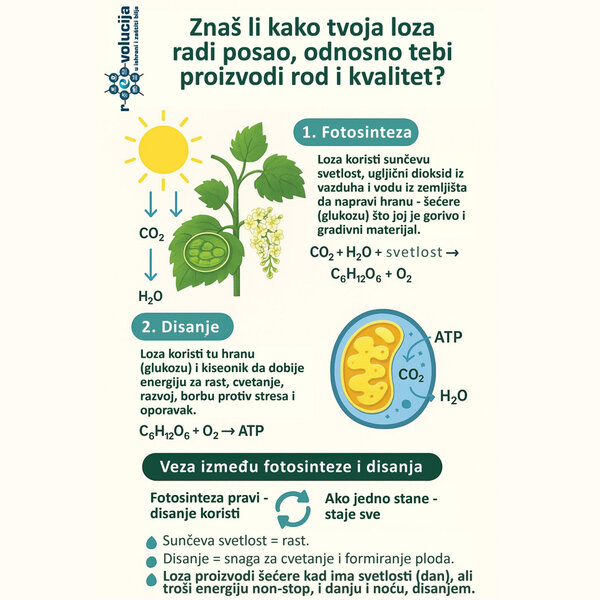 Kako radi tvoja loza, odnosno proizvodi rod i kvalitet?