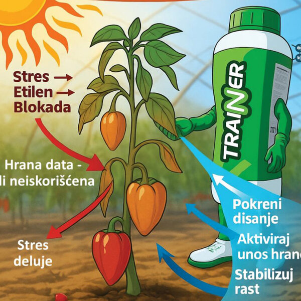 TRAINER ne rešava problem umesto biljke