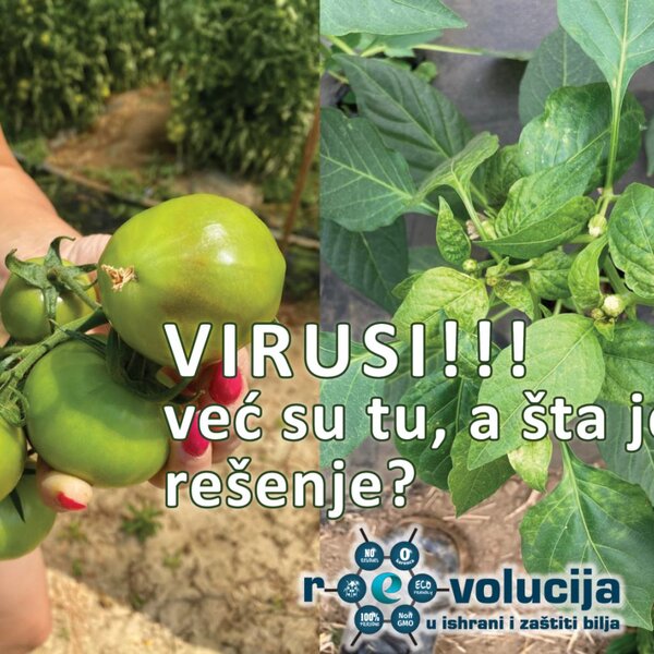 Virusi su već tu, kako na paprici, tako i na paradajzu